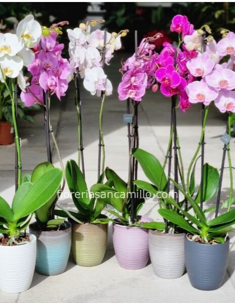 orchidea phalaenopsis 2 steli