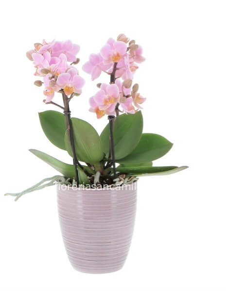 Orchidea medio\piccola con vaso ceramica