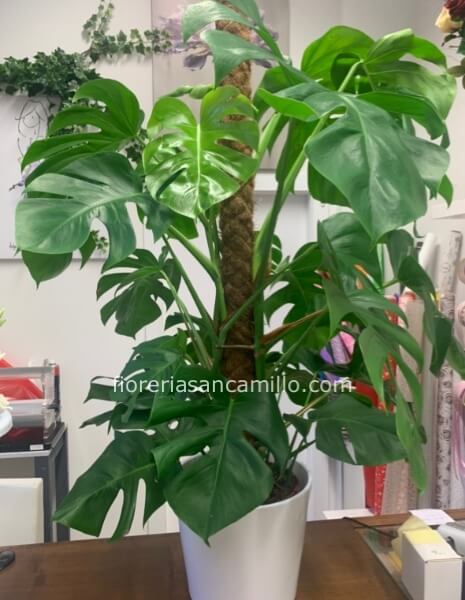 Monstera deliciosa