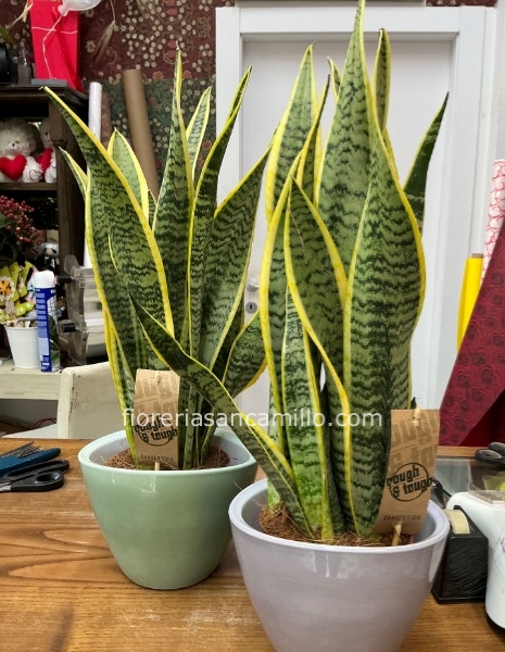 Pianta sanseveria piccola