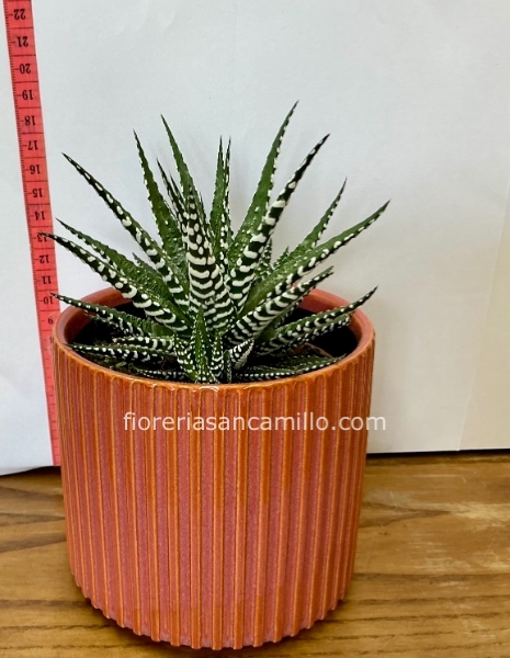 Pianta aloe