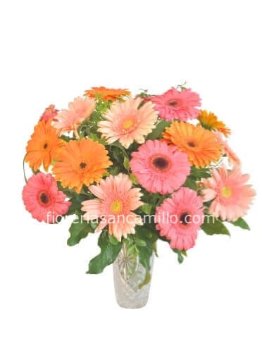 Bouquet di gerbere