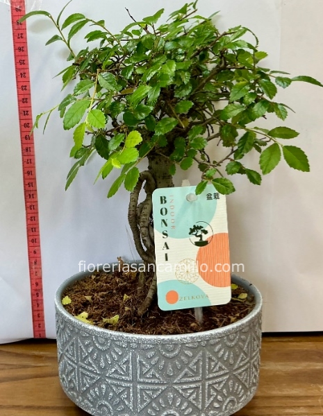 Bonsai ficus ginseng 