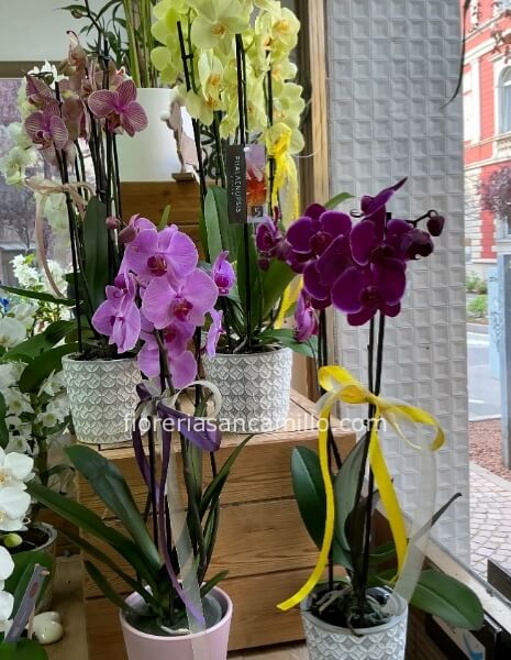 Pianta di phaleonopsis a 2 steli