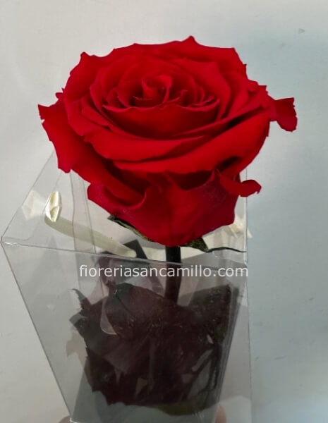 Rosa rossa stabilizzata extra lunghezza 70cm