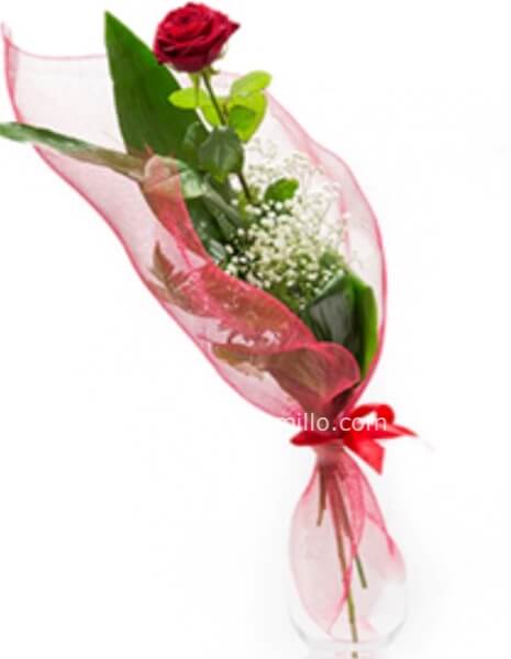 Rosa rossa confezionata 