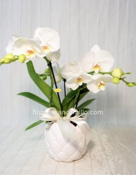 Orchidea tablo con vaso ceramica top qualità