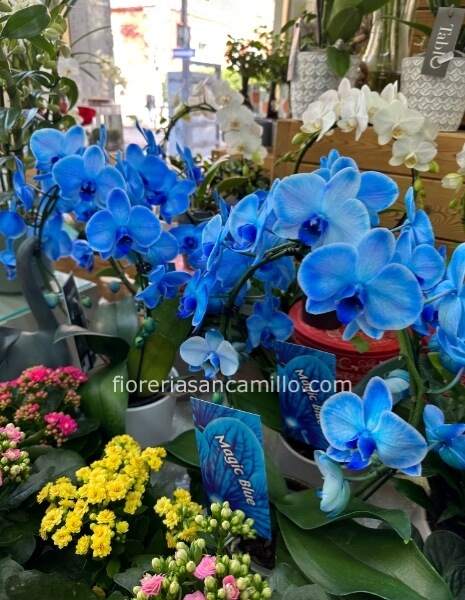 Orchidea blu