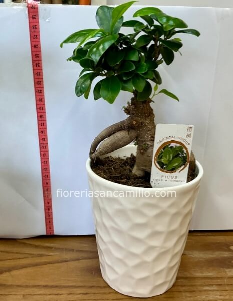 Bonsai ficus ginseng