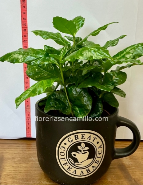 Pianta del caffè in tazza grande