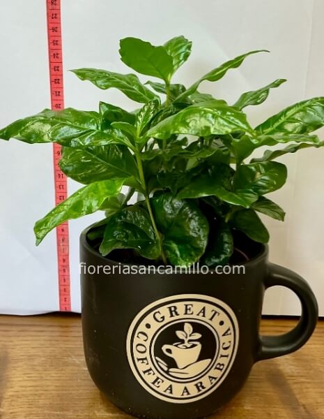 Pianta del Caffè in tazza grande
