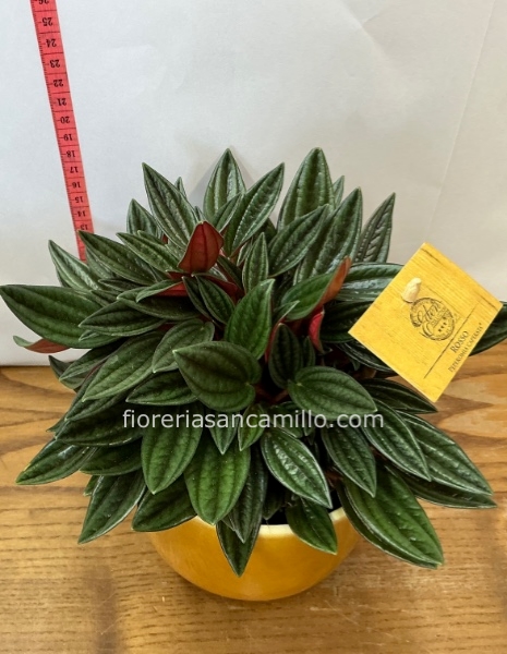 Pianta grassa Rosso Peperomia