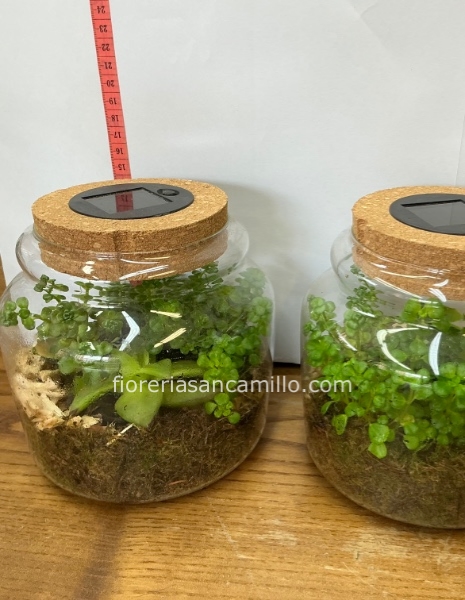 Terrarium piante grasse con luce led
