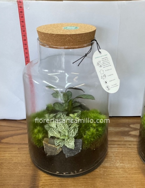 Terrarium autonomo (microclima)