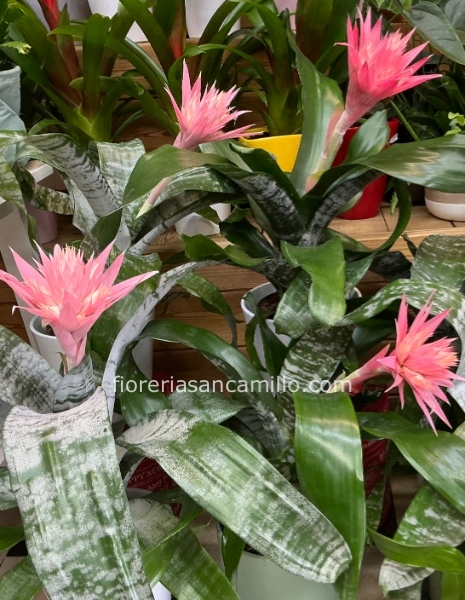 Pianta aechmea in vaso