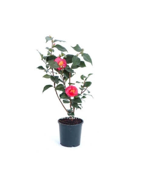Camelia JAPONICA