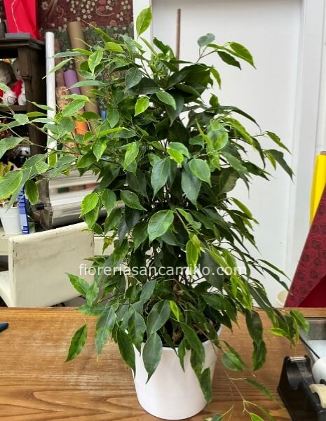 Ficus benjamin 50 cm con vaso