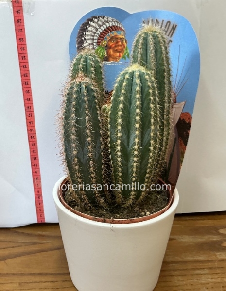 Cactus in vaso