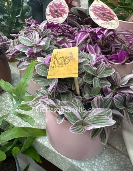 Tradescantia in ceramica