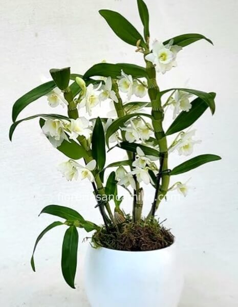 Orchidea dendrobim nobile